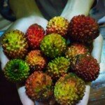 Buah Ramanas Mirip Rambutan Bercita Rasa Tinggi