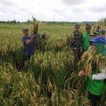 Panen Perdana Koramil Tanjung Lubuk/Teluk Gelam Berlangsung Sukses