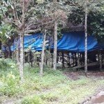 Diduga Dampak Limbah Ternak Ayam Resahkan Warga Tanjung Rancing