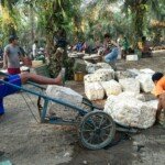 Harga Tak Kunjung Naik Petani Kian Mejerit