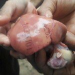 Heboh… Hati Ayam Bertulisan Angka-Huruf di Kupang