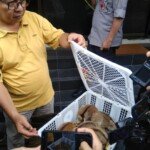 Penjual ‘Kukang’ Diamankan Petugas