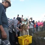 Ikut Tradisi Melebung, Herman Deru Ajak Warga Budidayakan Ikan