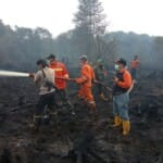Sijago Merah Mengamuk 20 Hektar Lahan Gambut Membarah