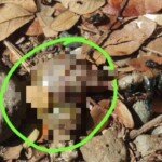 Siswa SMP 4 Dihebohkan Dengan Penemuan Sosok Janin di Taman Sekolah, Diduga Janin Manusia