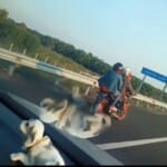Viral, Pengendara Motor Masuk Jalur Tol Palindra