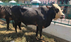 Kurban 40 Ekor Sapi, Bupati Muba Dodi Reza Salurkan Hewan Kurban ke Masjid dan Ponpes