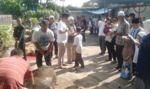 Manager Unit PTPN IV Kebun Adolina Qurban 1 Ekor Sapi