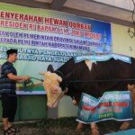 Mamuju Dapat Sapi Presiden Terberat Ke 3 di Indonesia