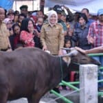 Wawako Fitri Salurkan Qurban