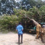 Mobil Angkutan Umum Tertimpa Pohon Senah di Kota Perbaungan