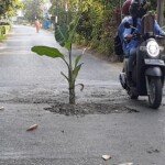 Warga Tanam Pohon Pisang Diatas Jembatan