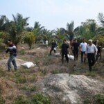 Aren Tanaman Multi Manfaat dan Solusi Pemanfaatan Lahan Rawa