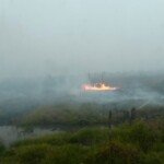 Biofuel, Sumber Energi atau Perusak Bumi Terbarukan?