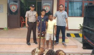 Usai Curi Buah Sawit, Dua Pelaku Curat Ditangkap Polsek Lambu Kibang