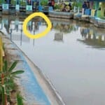 Kades Melati II Bantah Adanya Bangkai Babi