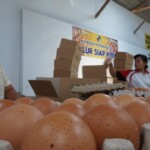 Telur Dioksin Sempat Turunkan Harga Telur Layer