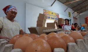 Telur Mengandung Dioksin Pengaruhi Harga Telur Layer di Sidoarjo