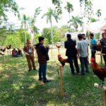 Kontes Ayam Brugo Ramaikan HUT ke-71 Kabupaten Batanghari