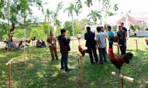 Kontes Ayam Brugo Ramaikan HUT ke-71 Kabupaten Batanghari