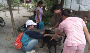 Dinas Pertanian Kapuas Vaksinasi Ratusan Hewan di 2 Desa