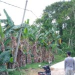 Warga RT 16 Teratai Batanghari Keluhkan  PLN Yang Terkesan Membiarkan Kabel Listrik Nyaris Menyentuh Tanah