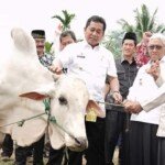 Bupati Banyuasin Realisasikan Janji Politik 1 KK 1 Sapi