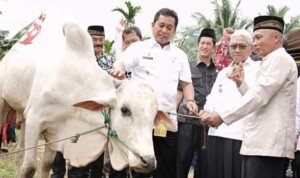 Bupati Banyuasin Realisasikan Janji Politik 1 KK 1 Sapi