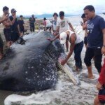 Tokoh Pemuda Sulbar Nilai Pemkab Lamban Tangani Terdamparnya Ikan Paus