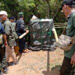 Satu Ekor Harimau Sumatra Masuk Perangkap di Kebun Kopi Muara Enim