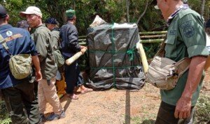 Satu Ekor Harimau Sumatra Masuk Perangkap di Kebun Kopi Muara Enim