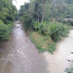 Sungai di Blitar Banjir Kotoran Sapi