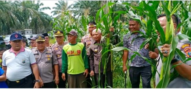 Bupati dan Kapolres Asahan Panen Jagung Hibrida