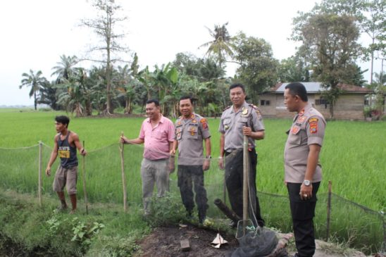 Warga Sei Buluh Estate Keluhkan Hama Wereng