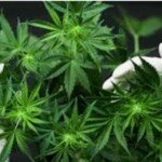 Team Walet Polres Lahat Sikat Empat Pemain Ganja