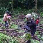 4 Jam Telusuri Hutan, Polisi Temukan 3 Hektar Ladang Ganja Di Pagar Alam