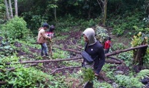 4 Jam Telusuri Hutan, Polisi Temukan 3 Hektar Ladang Ganja Di Pagar Alam