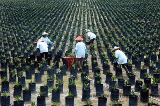Jaminkan HGU Sampoerna Agro Tawarkan Surat Utang Senilai 600 miliar