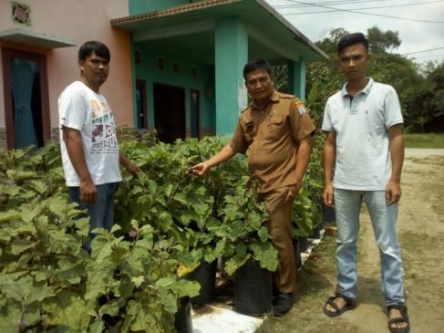 Lurah Sungai Selincah Manfaatkan Lahan Sempit