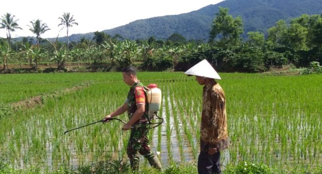 Babinsa Koramil 422-06/ Sumberjaya Bantu Warga Melaksanakan Penyemprotan Padi