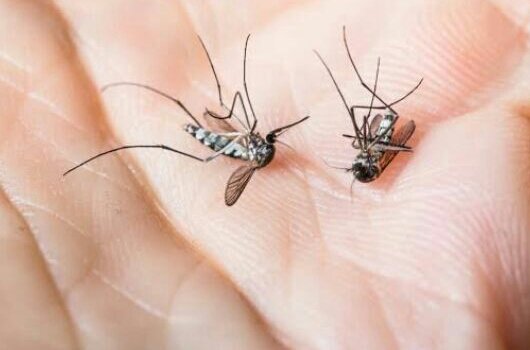 Saat Pandemi Covid-19 Mewabah, 212 Warga Jakarta Pusat  Positif Penyakit DBD