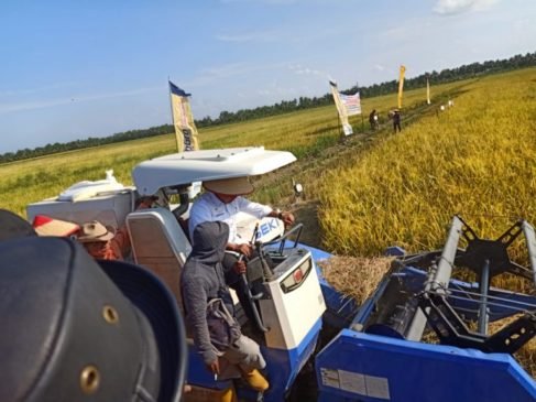 Bupati Askolani Pastikan Hasil Panen Padi di Banyuasin Tetap Surplus