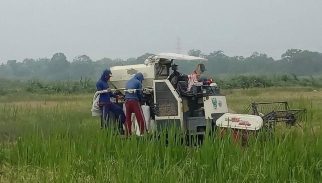 Petani OKI Siap Suplai Beras dari Lahan Serasi di Tengah Wabah Covid-19