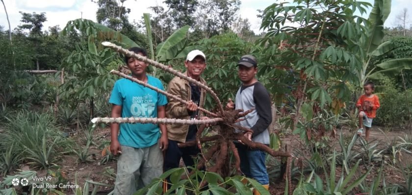 Keberkahan Petani Singkong di PALI di Tengah Wabah Covid-19