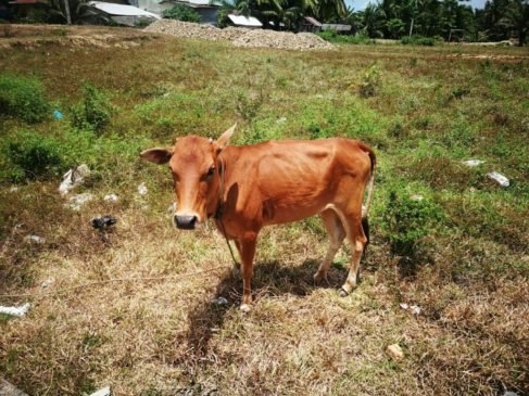 Warga Aceh Tamiang Nekat Mencuri Sapi Pakai Mobil Mewah
