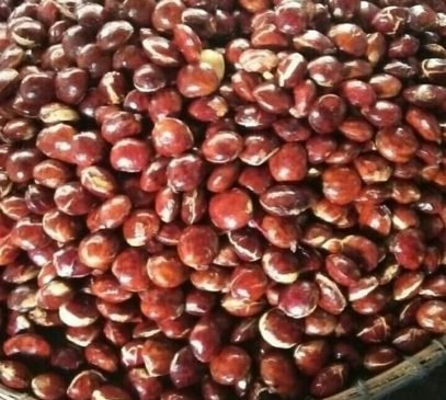 Pasca Ramadhan, Harga Jengkol Lebih Mahal Dibanding Daging Ayam