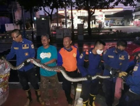 Ular Sanca 3 Meter Ditemukan di Selokan Air Rumah Warga Kembangan Selatan Jakbar