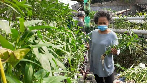 Sukardi Ajak Warga Panen Sayur dan Ikan Segar di Tengah Pandemi Covid-19