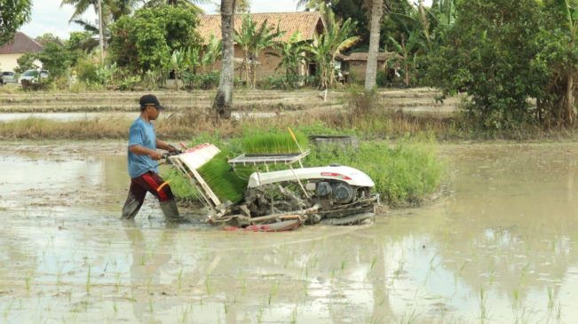 Penyangga Stok Nasional Kabupaten OKI Percepat Tanam Atasi Krisis Pangan