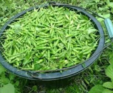 Ditengah Covid-19, Harga Cabai Rawit di Lampung Barat Merosot Petani Merugi